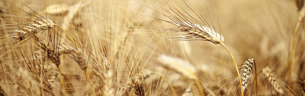 Wheat Field