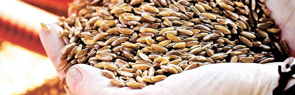 Mancini Pasta Durum Wheat